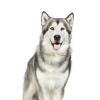 Alaskan Malamute